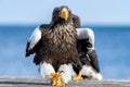 Adult Steller`s sea eagle. Close up, front, portrait of walking eagle. Royalty Free Stock Photo