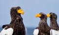Adult Steller`s sea eagle. Close up portrait. Royalty Free Stock Photo
