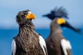 Adult Steller`s sea eagle. Close up portrait. Royalty Free Stock Photo