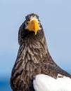 Adult Steller`s sea eagle. Close up portrait, front view. Royalty Free Stock Photo