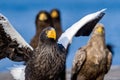 Adult Steller`s sea eagle. Close up portrait. Royalty Free Stock Photo