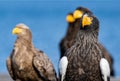 Adult Steller`s sea eagle. Close up portrait. Royalty Free Stock Photo