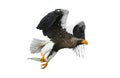 Adult Steller`s sea eagle with fish in flight. Royalty Free Stock Photo