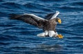 Adult Steller`s sea eagle is fishing. Blue water background. Royalty Free Stock Photo