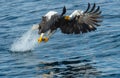 Adult Steller`s sea eagle fishing. Blue ocean background.