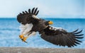 Adult Steller`s sea eagle. Scientific name: Haliaeetus pelagicus. Blue ocean background.