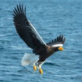 Adult Steller`s sea eagle fishing. Blue ocean background.