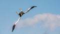 Adult Steller`s sea eagle in flight dive. Blue sky background. Scientific name: Haliaeetus pelagicus. Sky background. Natural Royalty Free Stock Photo