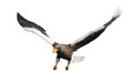 Adult Steller`s sea eagle in flight. Front view.Isolated on white background Royalty Free Stock Photo