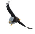 Adult Steller`s sea eagle in flight. Front view. Isolated on white background Royalty Free Stock Photo