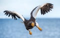 Adult Steller`s sea eagle in flight. Front view. Scientific name: Haliaeetus pelagicus. Blue sky and ocean background