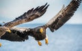 Steller`s sea eagle in flight. Front view. Scientific name: Haliaeetus pelagicus. Blue sky and ocean background