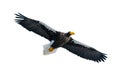 Adult Steller`s sea eagle in flight. Front view. Scientific name: Haliaeetus pelagicus. Isolated on white background