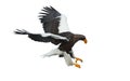 Adult Steller`s sea eagle in flight. Isolated on white. Royalty Free Stock Photo