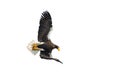Adult Steller`s sea eagle in flight. Isolated on White background. Royalty Free Stock Photo