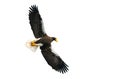 Adult Steller`s sea eagle in flight. Isolated on White background. Royalty Free Stock Photo