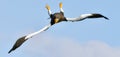 Adult Steller`s sea eagle in flight. Steller`s sea eagle, Scient Royalty Free Stock Photo