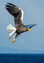 Adult Steller`s sea eagle in flight. Blue sky background Royalty Free Stock Photo