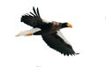 Adult Steller`s sea eagle in flight. Isolated on white background. Royalty Free Stock Photo