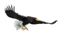 Steller`s sea eagle in flight. Royalty Free Stock Photo