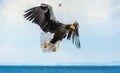 Adult Steller`s sea eagle in flight. Scientific name: Haliaeetus pelagicus. Sky background. Natural Habitat Royalty Free Stock Photo