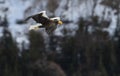 Adult Steller`s sea eagle in flight. Snowy Mountain background.