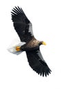 Adult Steller`s sea eagle in flight . Royalty Free Stock Photo