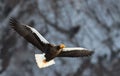 Adult Steller`s sea eagle in flight.on the winter mountain background. Royalty Free Stock Photo