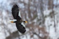 Adult Steller`s sea eagle in flight. Winter Mountain background. Royalty Free Stock Photo