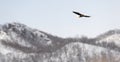 Adult Steller`s sea eagle in flight. Winter Mountain background. Royalty Free Stock Photo