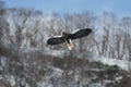 Adult Steller`s sea eagle in flight. Winter Mountain background. Royalty Free Stock Photo