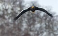 Adult Steller`s sea eagle in flight. Winter Mountain background. Royalty Free Stock Photo