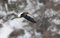 Adult Steller`s sea eagle in flight. Winter Mountain background. Royalty Free Stock Photo