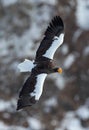 Adult Steller`s sea eagle in flight. Winter Mountain background. Royalty Free Stock Photo