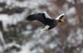 Adult Steller`s sea eagle in flight. Winter Mountain background. Royalty Free Stock Photo