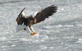 Adult Steller`s sea eagle landed.