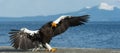 Adult Steller`s sea eagle landed.