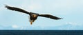 Adult Steller`s sea eagle landing. Royalty Free Stock Photo