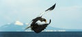 Adult Steller`s sea eagle landing. Royalty Free Stock Photo