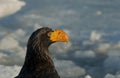 Adult Steller`s Sea-Eagle perched perched on packice and close-up of head