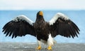 Adult Steller`s sea eagle spreading wings.