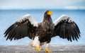Adult Steller`s sea eagle spreading wings. Front view. Scientific name: Haliaeetus pelagicus. Blue ocean background. Natural