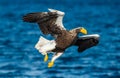 Adult Steller`s sea eagles fishing. Scientific name: Haliaeetus pelagicus.