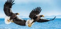 Adult Steller`s sea eagles fishing. Natural Habitat