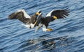 Adult Steller`s sea eagles fishing.