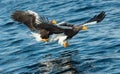 Adult Steller`s sea eagles fishing.