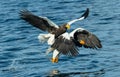 Adult Steller`s sea eagles fishing.