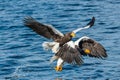 Adult Steller`s sea eagles fishing. Scientific name: Haliaeetus pelagicus.