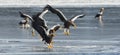 Adult Steller`s sea eagles. Ice background. Winter Season.