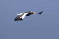 adult stellers eagle who flies over the ocean on a winter